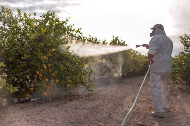 Best Affordable Pest Control Services  in Henning, TN